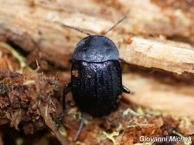 Silpha, ma che sp? No, Phosphuga atrata, Silphidae